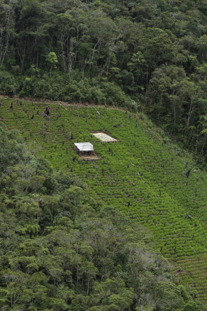 Santa Rosa de Quilo-Quilo, Yungas, Bolivia. D. 21 February 2009. Photographer: Lars Andersen