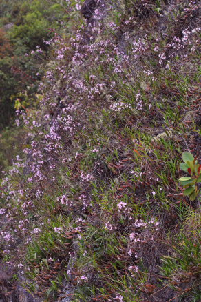 The old railroad / Kori Wayku inca trail, Yungas, elev. 2000 m. 23 February 2009. Photographer: Lars Andersen 