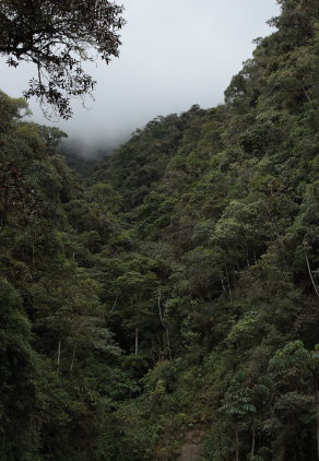 The old railroad / Kori Wayku inca trail, Yungas, elev. 2000 m. 23 February 2009. Photographer: Lars Andersen 