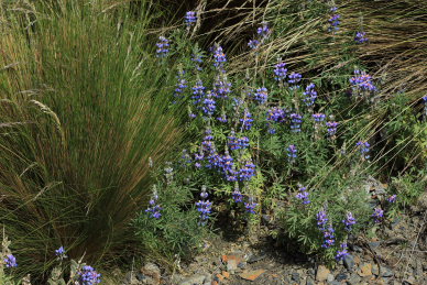 la Cumbre, La Paz, elev. 4300 m. d.  25 february 2009. Photographer: Lars Andersen