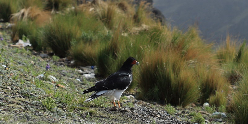 Mountain Caracara, Phalcoboenus megalopterus. La Cumbre, La Paz, elev. 4300 m. d.  25 february 2009. Photographer: Lars Andersen