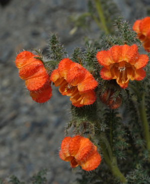 la Cumbre, La Paz, elev. 4300 m. d.  25 february 2009. Photographer: Lars Andersen