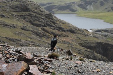 Mountain Caracara, Phalcoboenus megalopterus. La Cumbre, La Paz, elev. 4300 m. d.  25 february 2009. Photographer: Lars Andersen