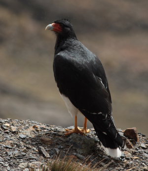 Mountain Caracara, Phalcoboenus megalopterus. La Cumbre, La Paz, elev. 4300 m. d.  25 february 2009. Photographer: Lars Andersen