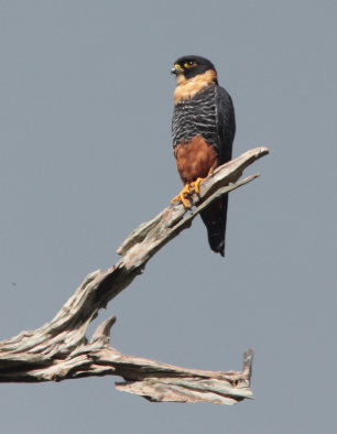 Bat Falcon (Falco rufigularis). Rio Zongo,  between Caranavi and Guarnay, Yungas. d. 31 January 2009. Photographer: Lars Andersen