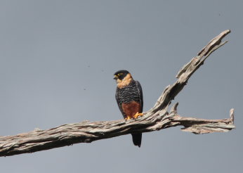 Bat Falcon (Falco rufigularis). Rio Zongo,  between Caranavi and Guarnay, Yungas. d. 31 January 2009. Photographer: Lars Andersen