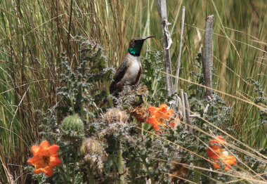 Andean Hillstar, Oreotrochilus estella. La Cumbre, La Paz, elev. 4300 m. d.  25 february 2009. Photographer: Lars Andersen