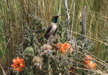 Andean Hillstar, Oreotrochilus estella. La Cumbre, La Paz, elev. 4300 m. d.  25 february 2009. Photographer: Lars Andersen