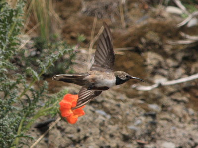 Andean Hillstar, Oreotrochilus estella. La Cumbre, La Paz, elev. 4300 m. d.  25 february 2009. Photographer: Lars Andersen