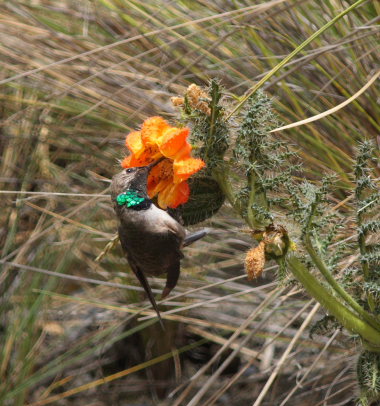 Andean Hillstar, Oreotrochilus estella. La Cumbre, La Paz, elev. 4300 m. d.  25 february 2009. Photographer: Lars Andersen