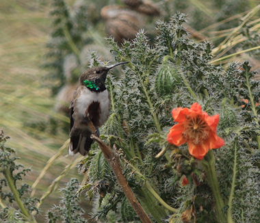 Andean Hillstar, Oreotrochilus estella. La Cumbre, La Paz, elev. 4300 m. d.  25 february 2009. Photographer: Lars Andersen