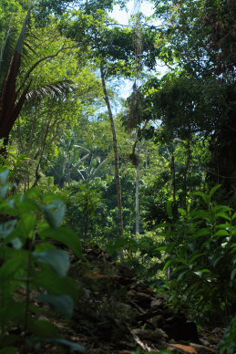 Rio Zongo,  between Caranavi and Guarnay, Yungas. d. 31 January 2009. Photographer: Lars Andersen