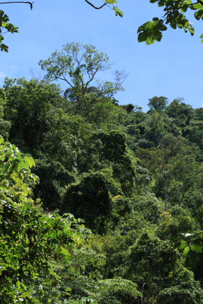 Taipiplaya, Yungas. d. 5 February 2009. Photographer: Lars Andersen