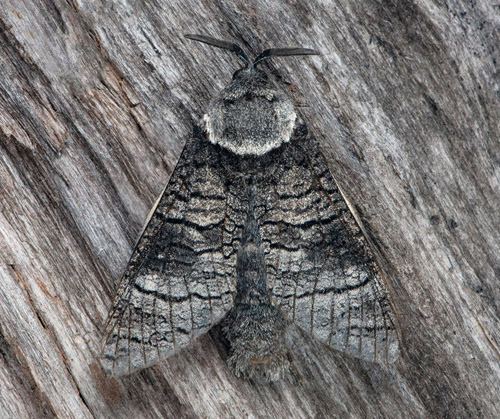 Mindre träfjäril, Acossus terebra. Östra Småland, Sverige d. 26 juli 2020. Fotograf; Håkan Johansson