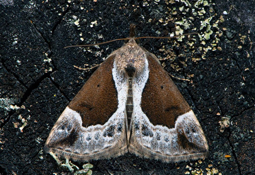 Källfly / Blåbær-Næbugle, Hypena crassalis. Östra Småland, Sverige d. 13 juni 2020. Fotograf; Håkan Johansson