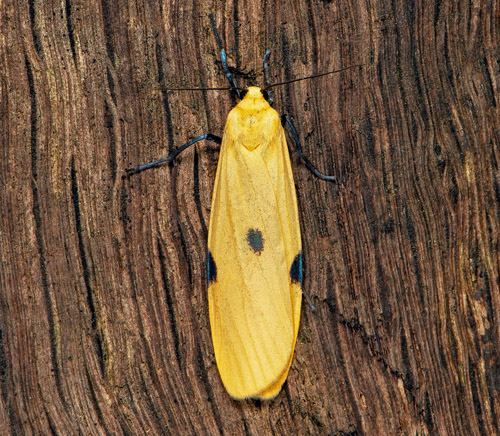 Kungslavspinnare / Stor Lavspinder, Lithosia quadra hun. Öland, Sverige d. 30 juli 2020. Fotograf; Håkan Johansson