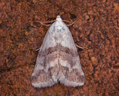 Mjölfly / Evighedsblomst Pragtugle, Eublemma minutata. Sydöstra Skåne, Sverige d. 6 august 2020. Fotograf; Håkan Johansson
