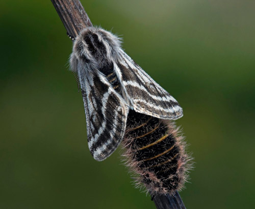 Hedvintermätare / Bælte-Vintermåler, Lycia zonaria. Södra Halland. Sverige d. 19 april 2020. Fotograf; Håkan Johansson