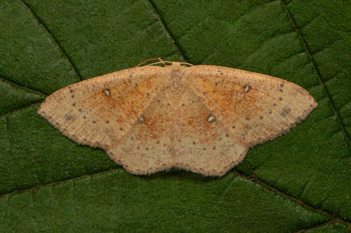 Brunvattrad Gördelmätare / Grumset Egeringmåler, Cyclophora porata. Sydöstra Skåne, Sverige d. 15 august 2020. Fotograf; Håkan Johansson