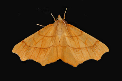 Bokflikmätare / Bøge-Tandmåler, Ennomos quercinaria. Halland, Sverige september 2020. Fotograf; Håkan Johansson