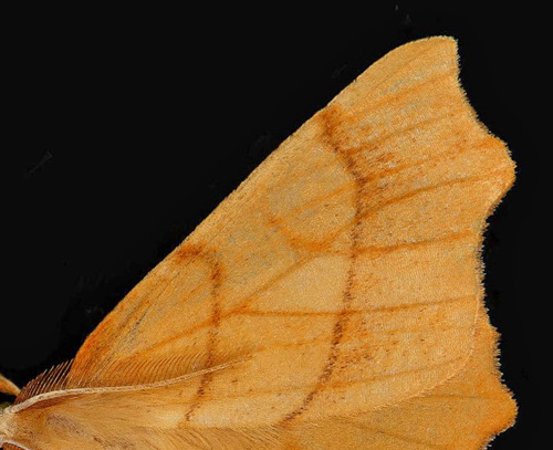 Bokflikmätare / Bøge-Tandmåler, Ennomos quercinaria. Halland, Sverige september 2020. Fotograf; Håkan Johansson