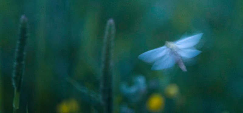 Humlerodæder, Hepialus humuli han. Østre Løes, Nesodden, Viken fylke, Norge d. 22 juni 2019. Fotograf; Jan Erik Røer