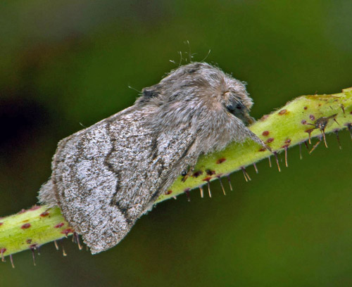 Hagtornsspinnare / Tjørnespinder, Trichiura crataegi. Södra Halland, Sverige d. 5 september 2020. Fotograf; Håkan Johansson