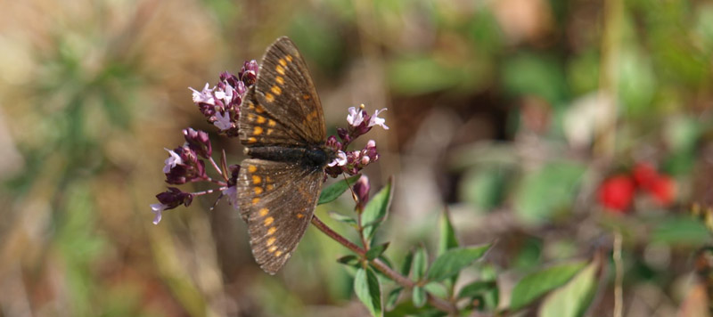 Brun Pletvinge, Melitaea athalia han. Gotland, Sverige juli 2018. Fotograf: Thomas Nyerup Nielsen