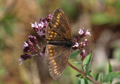 Brun Pletvinge, Melitaea athalia han. Gotland, Sverige juli 2018. Fotograf: Thomas Nyerup Nielsen