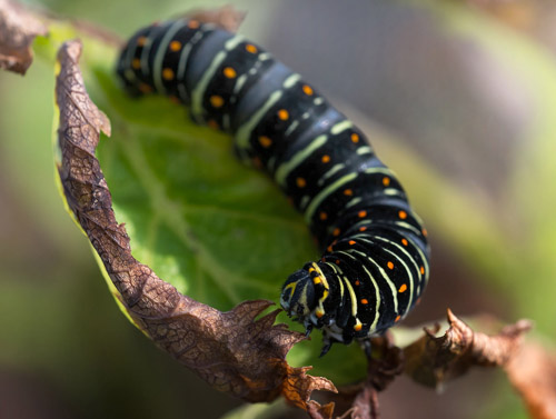 Svalehale, Papilio machaon bl larve. Hvaler, Asmaly, Viken Fylke, Norge d. 2 oktober 2020. Fotograf; Arne Ileby Uleberg