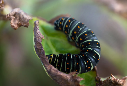 Svalehale, Papilio machaon bl larve. Hvaler, Asmaly, Viken Fylke, Norge d. 2 oktober 2020. Fotograf; Arne Ileby Uleberg