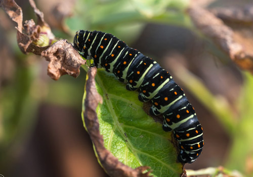 Svalehale, Papilio machaon bl larve. Hvaler, Asmaly, Viken Fylke, Norge d. 2 oktober 2020. Fotograf; Arne Ileby Uleberg