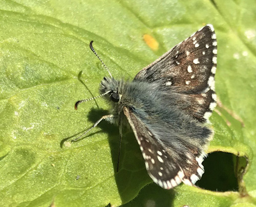 Soljebredpande, Pyrgus alveus. Gjendebu 1050 m.h., Jotunheimen, Norge d. 24 juli 2020. Fotograf; Kasper Mller