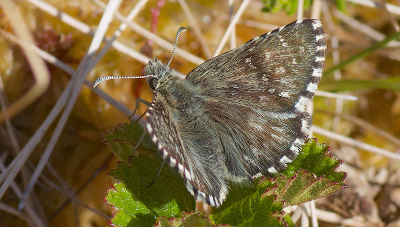 Multebrbredpande, Pyrgus centaureae (Rambur, 1839). Femundsenden, Hedmark, Norge d. 19 juni 2020. Fotograf; Odd Ketil Sb