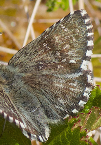 Multebrbredpande, Pyrgus centaureae (Rambur, 1839). Femundsenden, Hedmark, Norge d. 19 juni 2020. Fotograf; Odd Ketil Sb