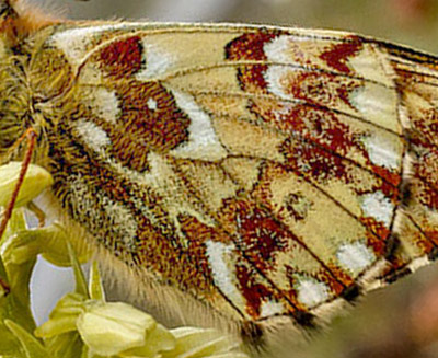 Fjeldperlemorsommerfugl, Boloria napaea. Helagsfjeldet, Hrjedalen, Sverige d. 10 juli 2020. Fotograf; Pierre Stjernfeldt