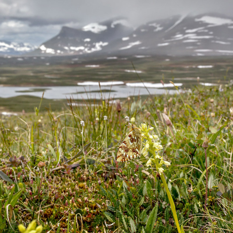 Fjeldperlemorsommerfugl, Boloria napaea. Helagsfjeldet, Hrjedalen, Sverige d. 10 juli 2020. Fotograf; Pierre Stjernfeldt