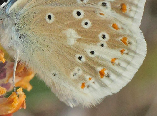 Hvidrandet Blåfugl, Polyommatus dorylas han. Horna grushåla Naturreservat, Skåne, Sverige d. 29 juni 2020. Fotograf; Lars Andersen