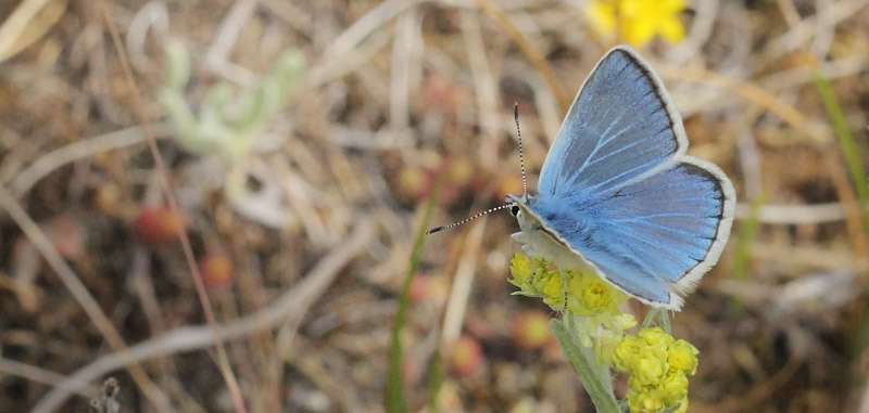 Hvidrandet Blfugl, Polyommatus dorylas han. Horna grushla Naturreservat, Skne, Sverige d. 29 juni 2020. Fotograf; Lars Andersen