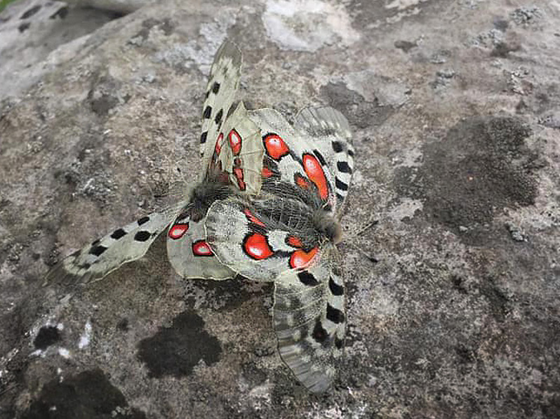 Apollo, Parnassius apollo ssp.: apollo parring. Gotland, Sverige juli 2020. Fotograf; Anders Lindskoug