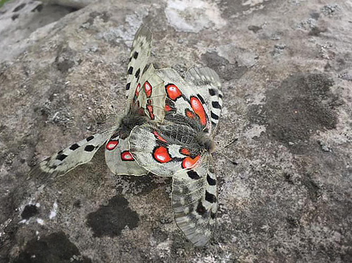 Apollo, Parnassius apollo ssp.: apollo parring. Gotland, Sverige juli 2020. Fotograf; Anders Lindskoug