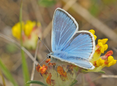 Hvidrandet Blfugl, Polyommatus dorylas han. Horna grushla Naturreservat, Skne, Sverige d. 29 juni 2020. Fotograf; Lars Andersen