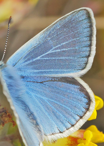 Hvidrandet Blfugl, Polyommatus dorylas han. Horna grushla Naturreservat, Skne, Sverige d. 29 juni 2020. Fotograf; Lars Andersen