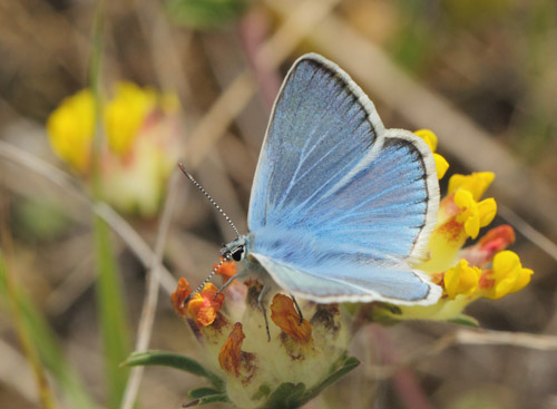 Hvidrandet Blfugl, Polyommatus dorylas han. Horna grushla Naturreservat, Skne, Sverige d. 29 juni 2020. Fotograf; Lars Andersen