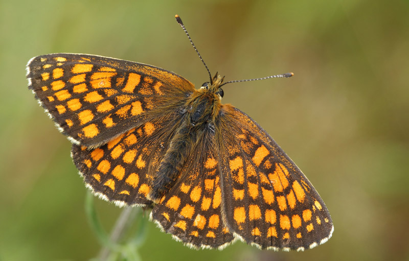 Brun Pletvinge, Melitaea athalia han. Allgunnen Naturreservat, Smland, Sverige d. 30 juni 2020. Fotograf: Lars Andersen