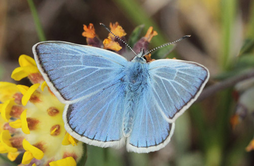 Hvidrandet Blfugl, Polyommatus dorylas han. Horna grushla Naturreservat, Skne, Sverige d. 1  juli 2020. Fotograf; Lars Andersen