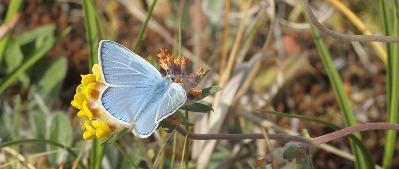 Hvidrandet Blåfugl, Polyommatus dorylas han. Horna grushåla Naturreservat, Skåne, Sverige d. 1  juli 2020. Fotograf; Lars Andersen