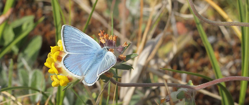 Hvidrandet Blfugl, Polyommatus dorylas han. Horna grushla Naturreservat, Skne, Sverige d. 1  juli 2020. Fotograf; Lars Andersen