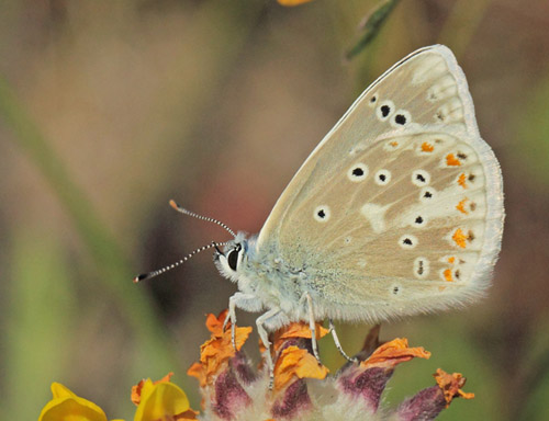 Hvidrandet Blfugl, Polyommatus dorylas han. Horna grushla Naturreservat, Skne, Sverige d. 1  juli 2020. Fotograf; Lars Andersen