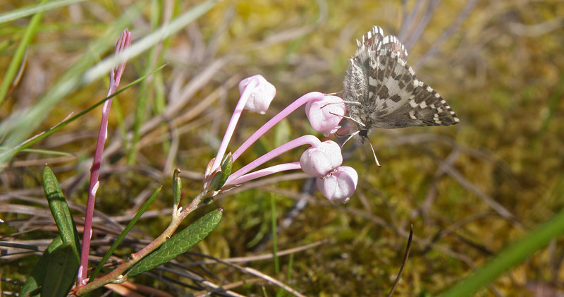 Multebrbredpande, Pyrgus centaureae (Rambur, 1839). Kvarnberg, Dalarna, Sverige d. 19 juni 2020. Fotograf; Erling Krabbe